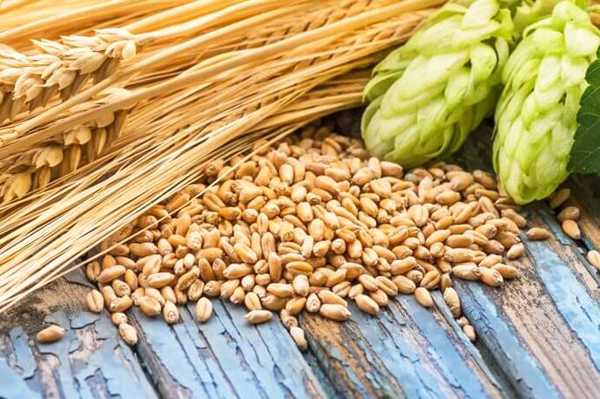 जौ के 8 स्वास्थ्य लाभ - 8 Health Benefits of Barley