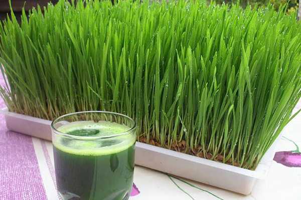 दूब के 7 स्वास्थ्य लाभ - 7 Health Benefits of Scutch Grass