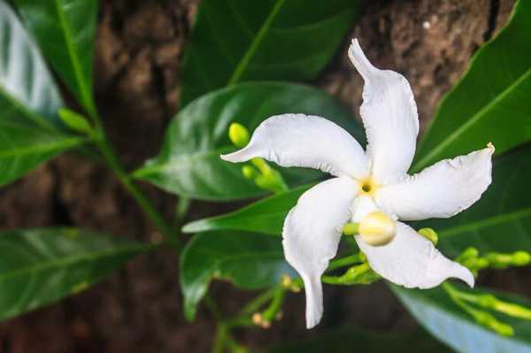 चमेली के 2 स्वास्थ्य लाभ - 2 Health Benefits of Jasmine