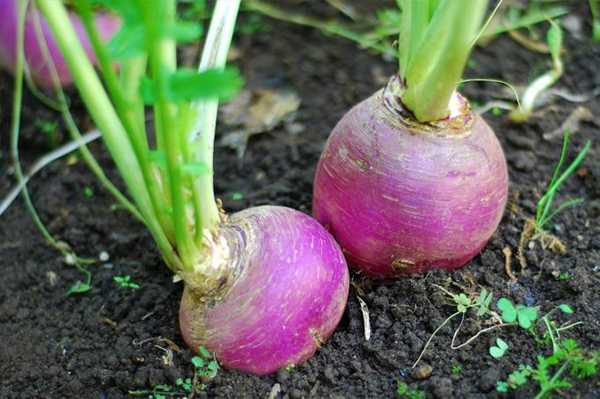 शलजम के 7 स्वास्थ्य लाभ - 7 Health Benefits of Turnips