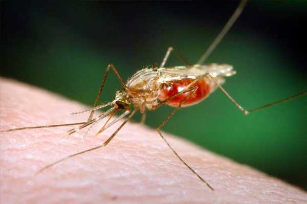 मलेरिया ज्वर का 15 घरेलु उपचार - 15 Homemade Remedies for Malarial fever