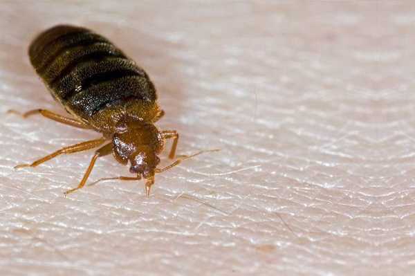 कीड़े-मकोड़ों के काटने का 11 घरेलु उपचार - 11 Homemade Remedies for Bugs Bite