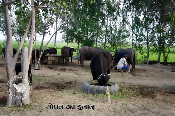 गोपाल का इलाज