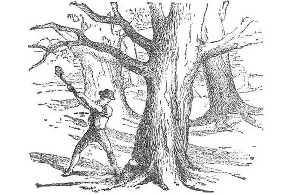 Рубящий знающий. Рубит дерево. Вырубленный дерево иллюстрация. Дровосек рубит дерево. Чел рубит дерево.