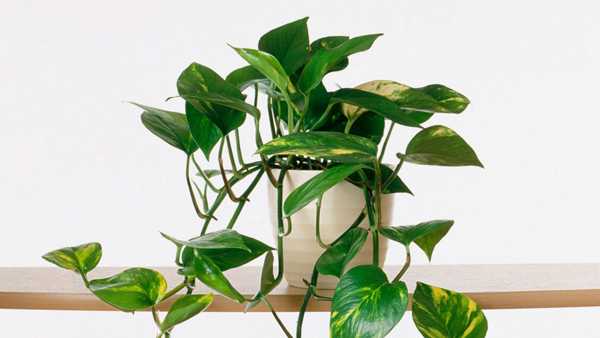 7 घरों के भीतर लगाए जाने वाले पौधे जो वास्तव में आपके घर में वायु को शुद्ध कर सकते हैं