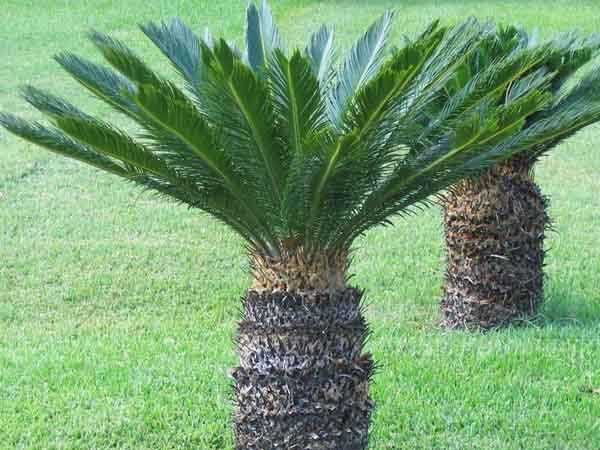 हथेली ताड़ (पाल्म) (Cycas palm)
