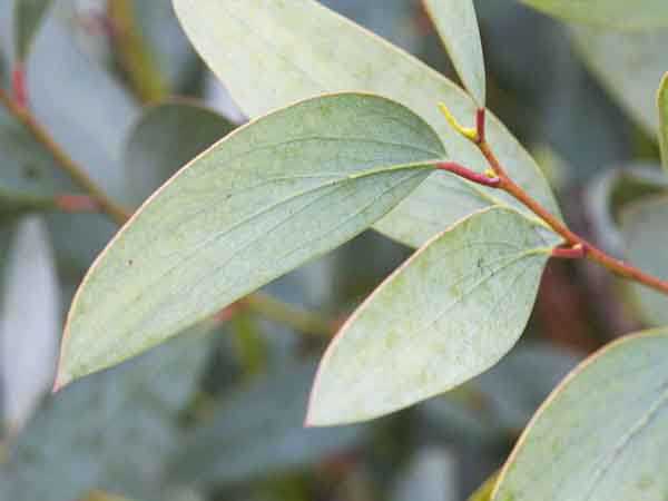 युकलिप्टुस (Eucalyptus)