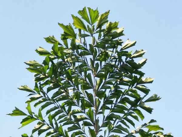 फिशटेल ताड़ (पाल्म) (Fishtail palm)