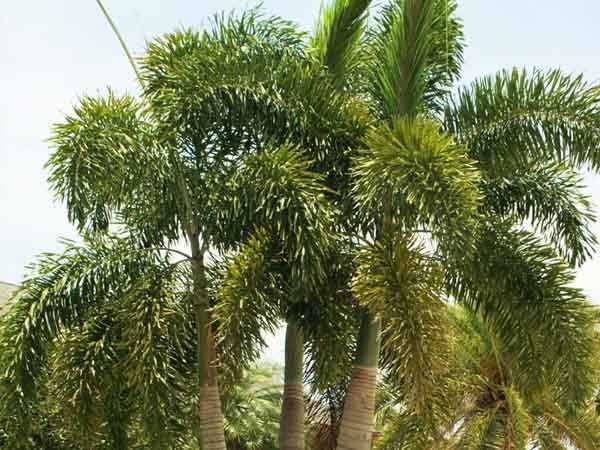 फॉक्सटेल ताड़ (पाल्म) (Foxtail palm)