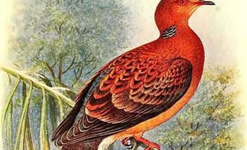 झगड़ालू प्रव्रत्ति - शिक्षाप्रद कथा