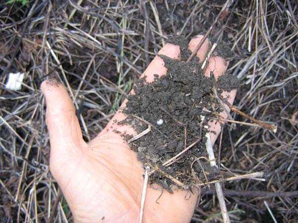 मिट्टी की गुणवत्ता (Soil quality)