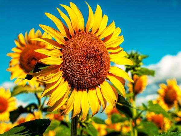 सूर्यमुखी (Sunflowers)