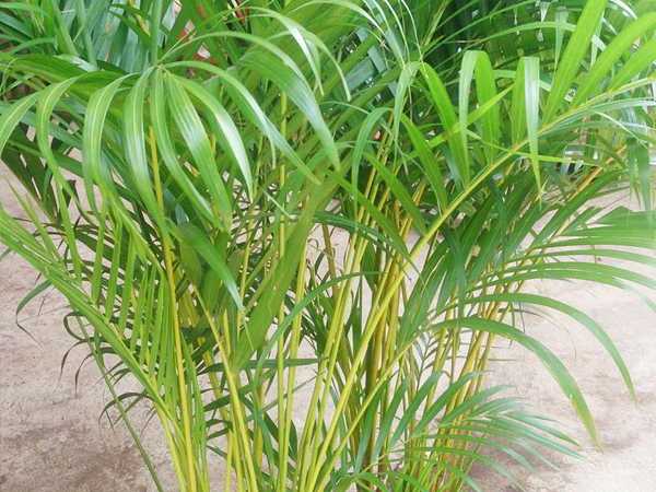 सुपारी ताड़ (पाल्म) (Areca palm)