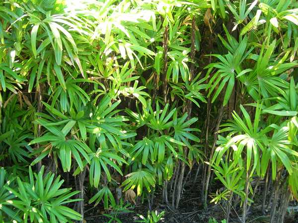 बांस ताड़ (पाल्म) (Bamboo palm)