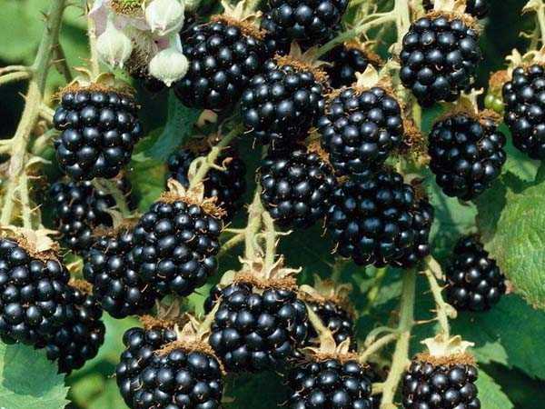 ब्लैकबेरी (Blackberry)