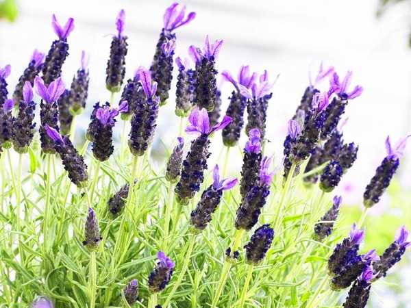 लैवेंडर (Lavender)
