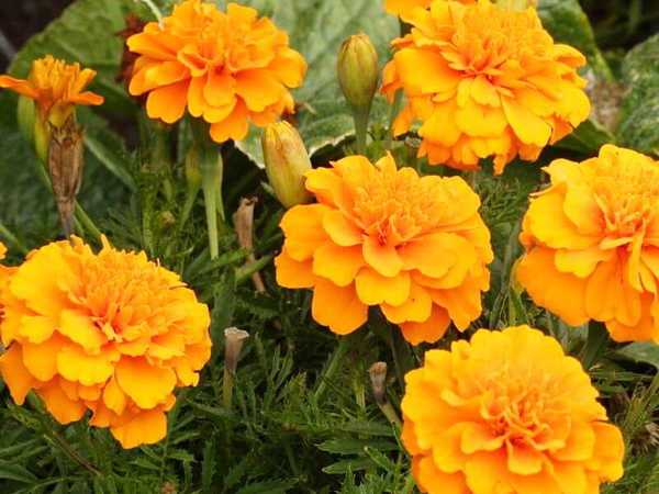 गेंदे के फूल (Marigolds)