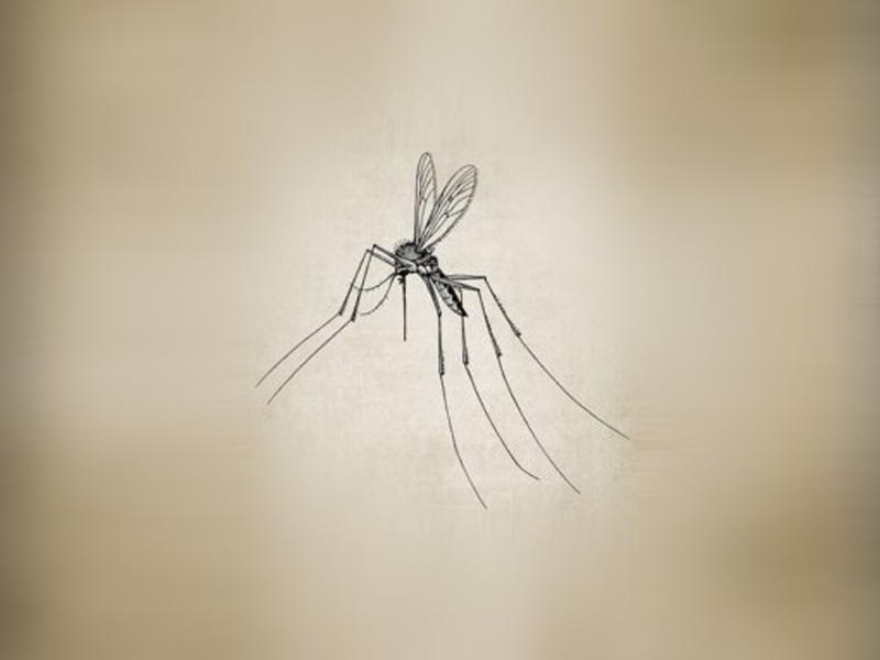 मच्छर और रामदित्ता